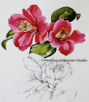 Three camellias 'spangles', I.S:28x24cm F.S:48x44cm Watercolour 