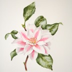 PINK AND WHITE CAMELLIA